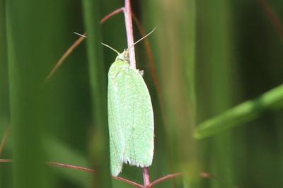 <i>Tortrix viridana</i>