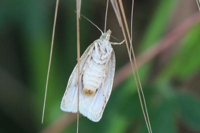 <i>Tortrix viridana</i>