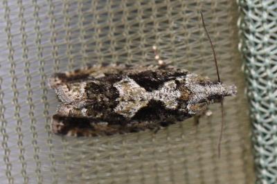 <i>Zeiraphera isertana</i>