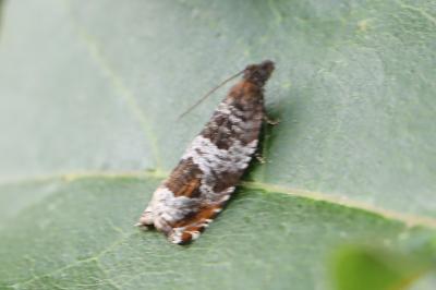 <i>Ancylis achatana</i>