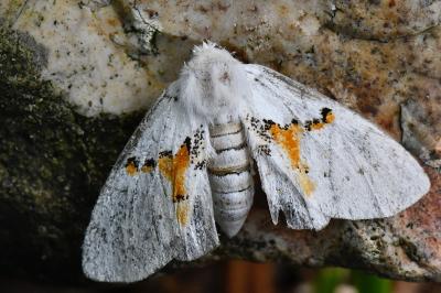 Bombyx bicolore 