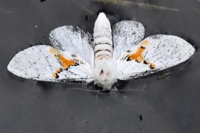 Bombyx bicolore 