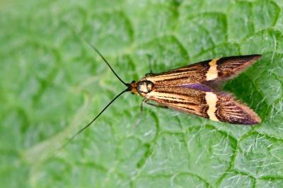 <i>Nemophora degeerella</i>