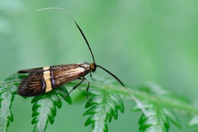 <i>Nemophora degeerella</i>