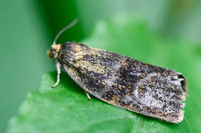 <i>Ptycholoma lecheana</i>