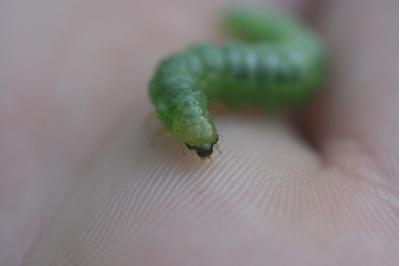<i>Patania ruralis</i>