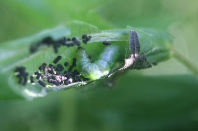 <i>Patania ruralis</i>