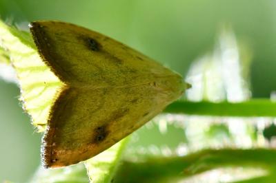 Rivula sericealis