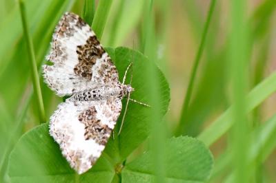 Epirrhoe alternata
