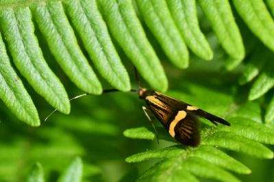 <i>Nemophora degeerella</i>