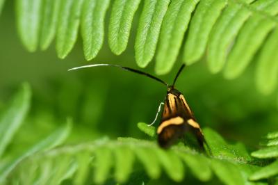 <i>Nemophora degeerella</i>