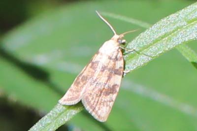 <i>Aleimma loeflingiana</i>