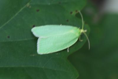 <i>Tortrix viridana</i>