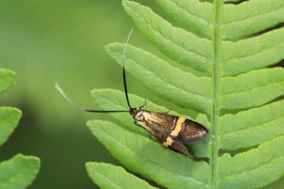 <i>Nemophora degeerella</i>