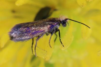 <i>Micropterix calthella</i>