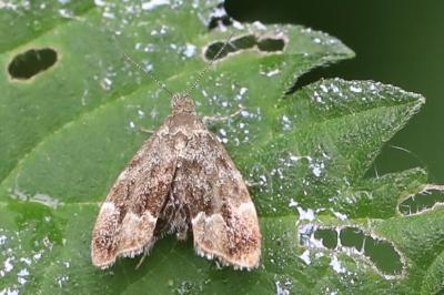 <i>Anthophila fabriciana</i>