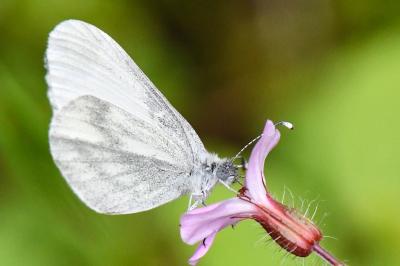 Piéride du Lotier 