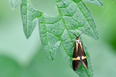 <i>Nemophora degeerella</i>