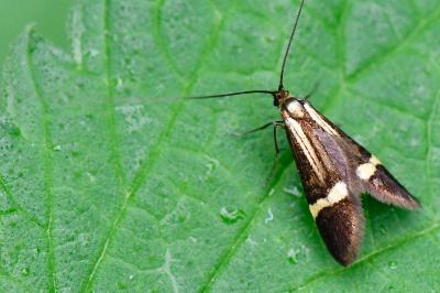 <i>Nemophora degeerella</i>
