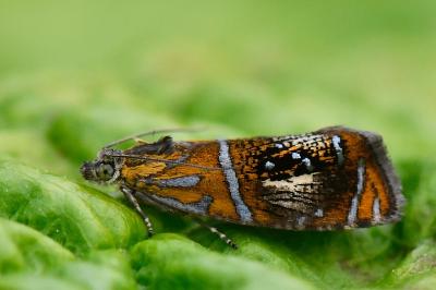 <i>Olethreutes arcuella</i>