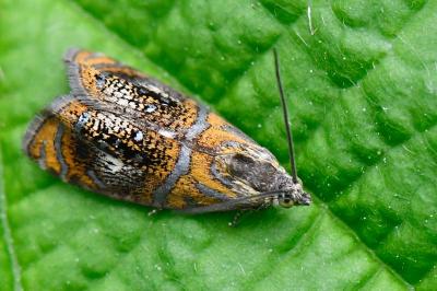 <i>Olethreutes arcuella</i>