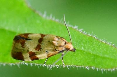 <i>Aethes tesserana</i>