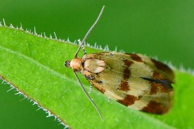 <i>Aethes tesserana</i>