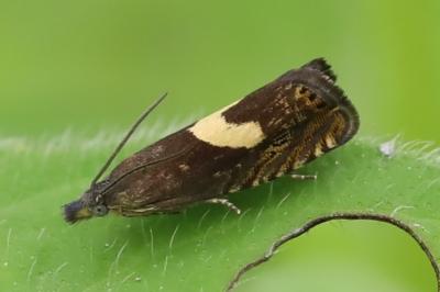 <i>Dichrorampha petiverella</i>