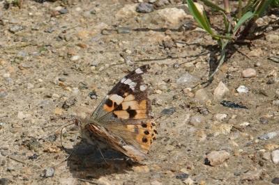 Vanesse des Chardons 