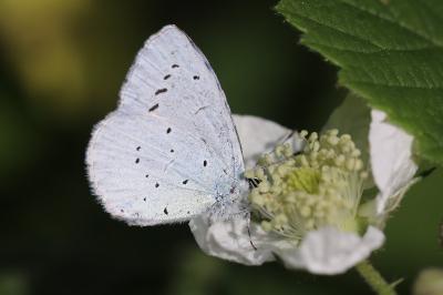 Azuré des Nerpruns 