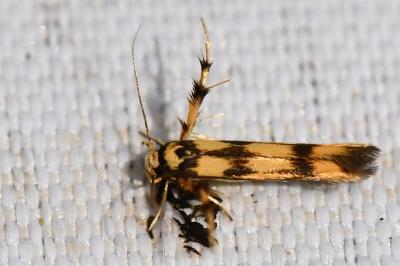 <i>Stathmopoda pedella</i>