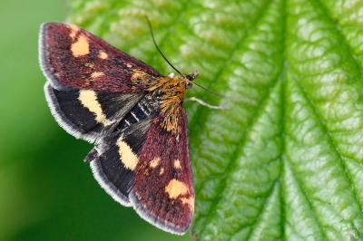 <i>Pyrausta aurata</i>