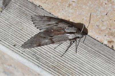 <i>Hyloicus pinastri</i>