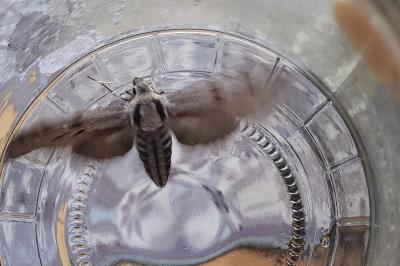 <i>Hyloicus pinastri</i>