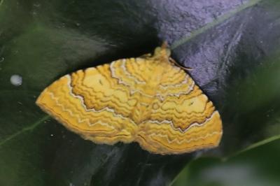 Brocatelle d'or 