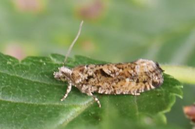 <i>Zeiraphera isertana</i>