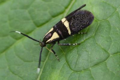 <i>Dasycera oliviella</i>