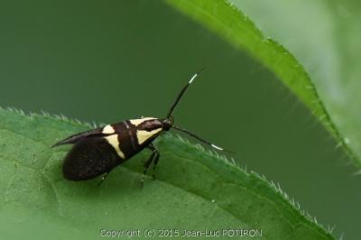 <i>Dasycera oliviella</i>