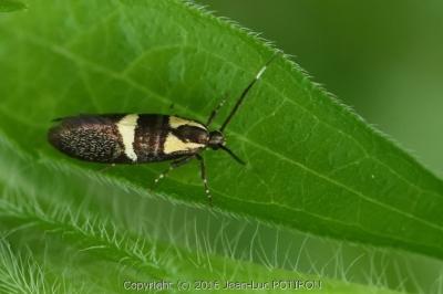 <i>Dasycera oliviella</i>