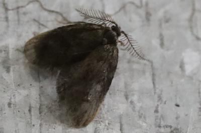 <i>Psyche casta</i>