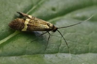 <i>Nemophora degeerella</i>