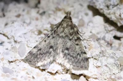 <i>Aglossa pinguinalis</i>