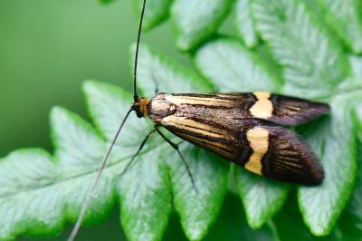 <i>Nemophora degeerella</i>