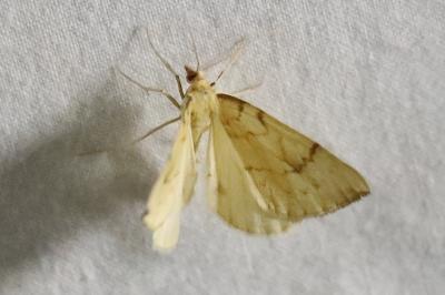 <i>Gandaritis pyraliata</i>