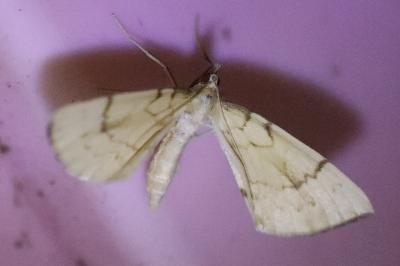 <i>Gandaritis pyraliata</i>