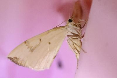 <i>Gandaritis pyraliata</i>