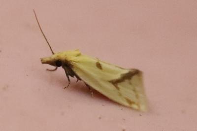 <i>Agapeta hamana</i>