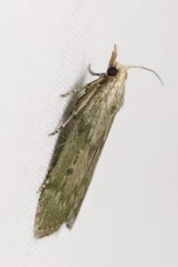 <i>Aphomia sociella</i>