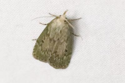 <i>Aphomia sociella</i>