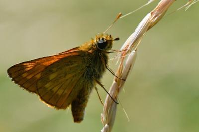 Sylvaine 